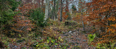 Polana pod Wysoką [Niebieski szlak pod Wysoką]