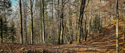 Pod Wysoką [Rezerwat Wysokie Skałki]