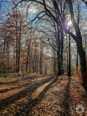 Borsuczyny 939 m n.p.m.