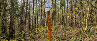 Szafranówka [Rozejście szlaków pod Szafranówką]