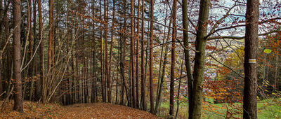 Szczawnica, Zawodzie ↔ Palenica [Żółty szlak na Palenicę]