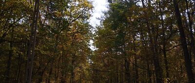 Rozejście szlaków ↔ Osada Krakowiany [Szlak wzdłuż zachodniej granicy rezerwatu Młochowski Grąd]