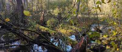 Rezerwat Młochowski Łęg ↔ Łącznik do szlaku niebieskiego [Nie 100% szlakiem, ale suchą nogą, rez. Młochowski Łęg]