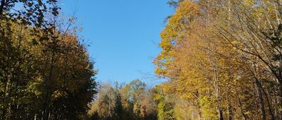 Skrzyżowanie szlaków zielony / żółty ↔ Osada Krakowiany [Szlak żółty między Krakowianami a Młochowem]