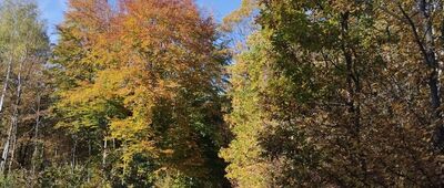 Skrzyżowanie szlaków zielony / żółty ↔ Osada Krakowiany [Szlak żółty między Krakowianami a Młochowem]