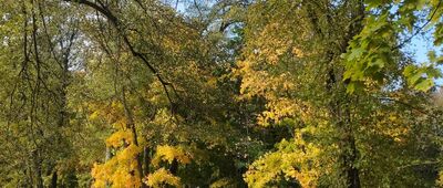 Młochów ↔ Skrzyżowanie szlaków zielony / żółty [Szlak przez zabytkowy mostek w parku młochowskim]