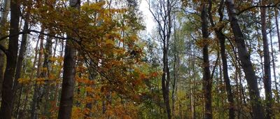 Runów, stacja kolejowa ↔ Złotokłos, boisko [Szlak niedaleko przystanku Runów]