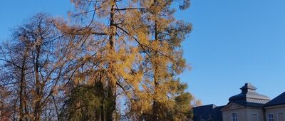 Radzyń Podlaski, Grobla Paradna ↔ Radzyń Podlaski [Konstancja i Stanisław, 300-letnie modrzewie]