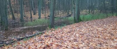 Czarny Bryńsk ↔ Górzno