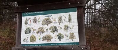 Czarny Bryńsk ↔ Górzno