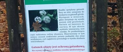 Czarny Bryńsk ↔ Górzno