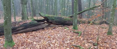 Traczyska ↔ Czarny Bryńsk