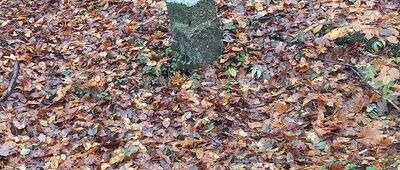 Traczyska ↔ Czarny Bryńsk