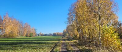 Głogowiec ↔ Dzierżawy-Kolonia