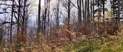 Przełęcz Kołowrót ↔ Pod Kozią Górą, wiata