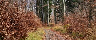 Przełęcz Kołowrót ↔ Pod Kozią Górą, wiata