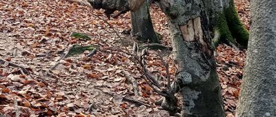 Muczne, granica parku narodowego ↔ Bukowe Berdo, odejście żółtego szlaku