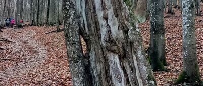 Muczne, granica parku narodowego ↔ Bukowe Berdo, odejście żółtego szlaku
