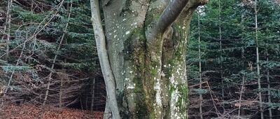 Muczne, domek myśliwski ↔ Muczne, granica parku narodowego