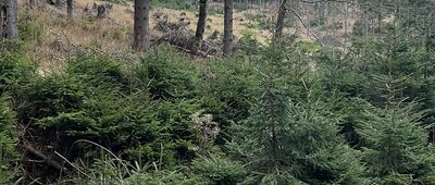 Pod Kowadłem ↔ Bielice, leśniczówka