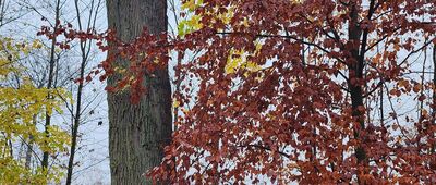 Dąb Bogusława X [Dąb Bogusława X]