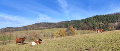 Rozejście przy grodzisku ↔ Płoszczyna, przystanek autobusowy