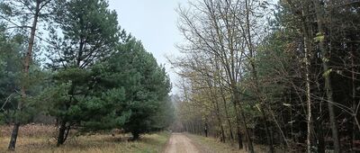 Kusięta ↔ Ścieżka do rezerwatu Zielona Góra