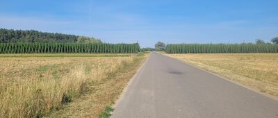 Lucimia ↔ Brzece [W dali, po bokach drogi uprawa chmielu, niemal dokładnie na granicy województw mazowieckiego i lubelskiego]