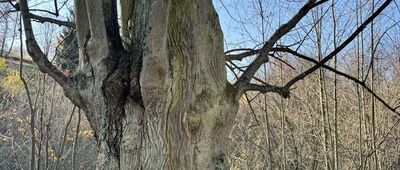 Pstrążna, stawy ↔ Pstrążna, skansen