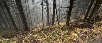 Pod Waligórą ↔ Rozdroże pod Waligórą