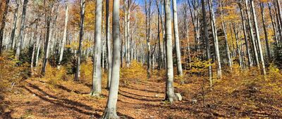 Pod Śliwnikiem ↔ Rozejście szlaków [Na żółtym szlaku, podchodząc pod Uklejną]