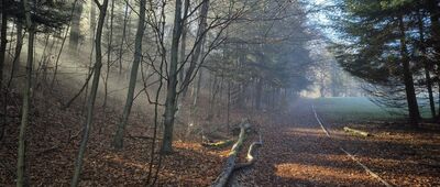 Polana Wyrobek ↔ Bańków Gronik [W pobliżu polany Wyrobek]