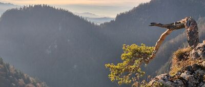 Sokolica [Sosna reliktowa na Sokolicy]