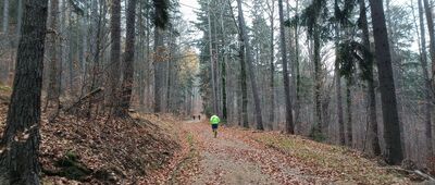 Dąb Piast ↔ Kamieniołom starożytny