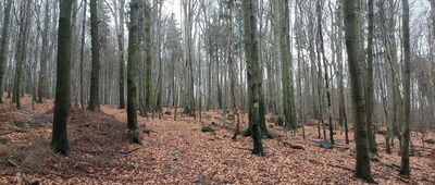 Odejście szlaku archeologicznego ↔ Rozdroże nad Sadami