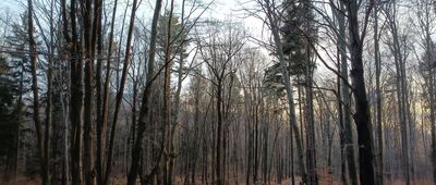 Tąpadła, skrzyżowanie ↔ Polana z Dębami