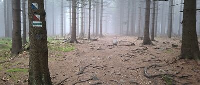 Młyńska ↔ Pod Borówkową