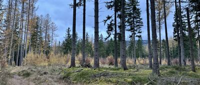 Ogród Japoński, parking ↔ Borowice