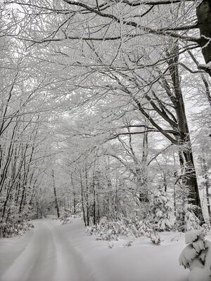 Czerwony szlak w okolicy Kudowa