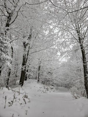 Czerwony szlak w okolicy Kudowskiego Wierchu