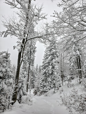 Czerwony szlak w okolicy Wyrobiska