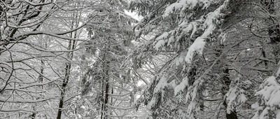 Pod Kotelnicą ↔ Runek [Czerwony szlak w okolicy Runek Hubieński]