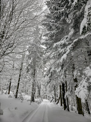 Czerwony szlak w okolicy Runek Hubieński
