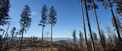 Rozdroże pod Jańską Górą ↔ Strużnickie Skały