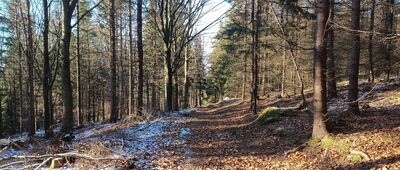 Rozdroże Leśne Berdo ↔ Glinik Stary