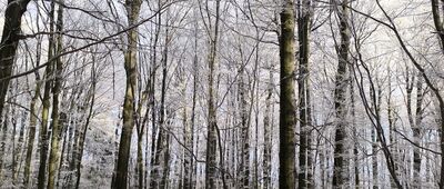 Rozejście szlaków pod Ślężą [żółty szlak]