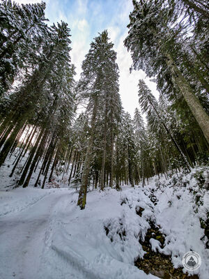 Niebieski szlak w Dolinie Filipka