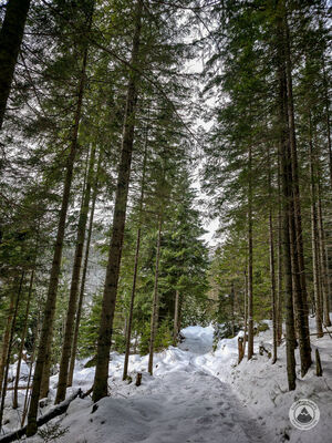 Czarny szlak na Polanę pod Wołoszynem