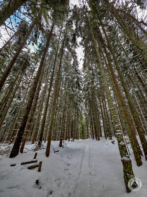 Czarny szlak za Polaną pod Wołoszynem