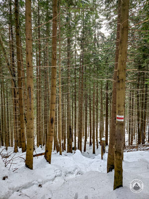 Czerwony szlak na Rówień Waksmundzką